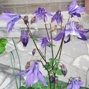 オダマキ 種 30粒 明るい 紫に白 2023 5月採取 同梱歓迎の画像1