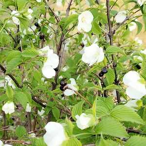 白山吹 40粒 種 シロヤマブキ　山野草　茶花　盆栽用　落葉低木 　2024年3月　採取したて　 同梱歓迎　