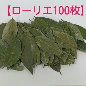 【ローリエ100枚】③2023年9月収穫　無農薬　月桂樹　家庭菜園