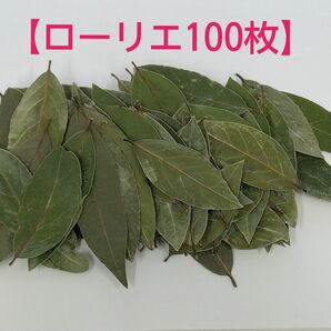 【ローリエ100枚】②2023年9月収穫　無農薬　月桂樹　家庭菜園