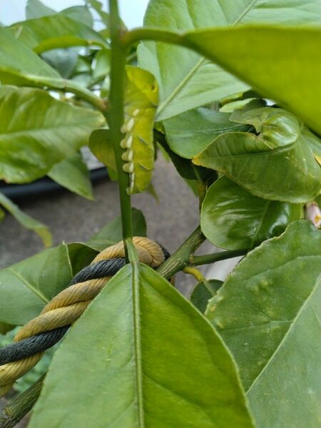 アゲハ　アゲハチョウ　蝶　幼虫　三匹（中１　小２）　餌　エサ　無農薬　レモン葉っぱ付き