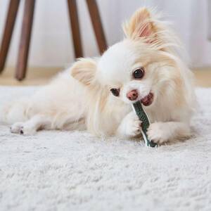 petio(Petio) собака для игрушка ....bo-n зубной SS твердый 