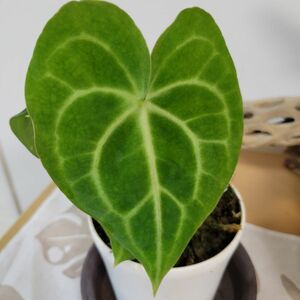 Anthurium アンスリウム　クリスタリナム(*^^*)抜き苗／観葉植物 宅急便(送料込み)