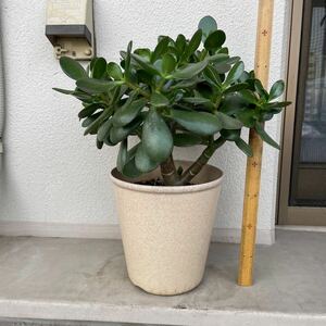 多肉植物　金のなる木　お花は咲きません②