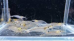  prompt decision Yamato freshwater prawn 10 pcs approximately 2~4cm - addition . including in a package ok! question .. please convey one one part region is shipping un- possible 