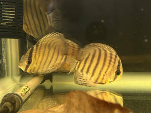  green discus wild tefe production approximately 8.5~11cm 1 pcs 