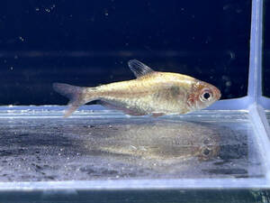  platinum sa-pe Tetra wild rio tejaneiro production approximately 3.5cm.kalasin