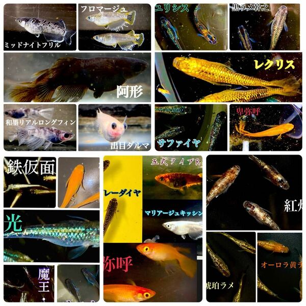 【極上】高級メダカの卵 ミックス 100個＋a