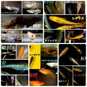 【極上】高級メダカの卵 ミックス 50個＋a めだか