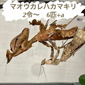 《保証あり》Parablepharis kuhlii asiatica　2令〜幼虫　6匹+a　マオウカレハカマキリ　マンティス　カマキリ