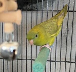 サザナミインコの卵(食用です)