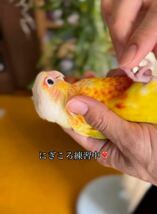 ウロコインコ　サンチークの卵（食用）_画像2