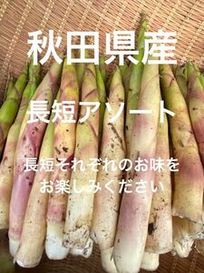 秋田県産　姫竹　根曲り竹　天然山菜　約900g 5/19発送予定　ネコポス発送