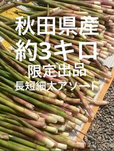 秋田県産　姫竹　根曲り竹　天然山菜　約3kg 5/12朝採り　長短細太　限定出品