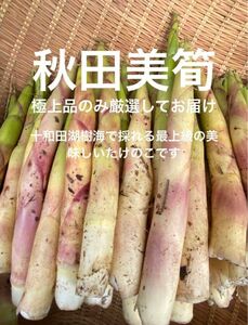 秋田県産　姫竹　根曲り竹　天然山菜　極上　約900g ネコポス 5/19発送予定