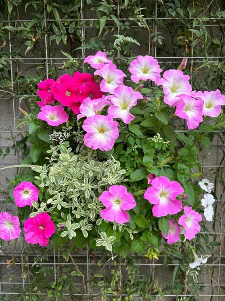 寄せ植え　花　ペチュニア　夏用