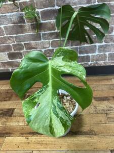  monstera telisio-sa mint finest quality beautiful . individual from stock dividing becomes! super rare 