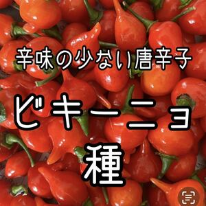 ビキーニョの種 30粒 辛味の少ない唐辛子!!