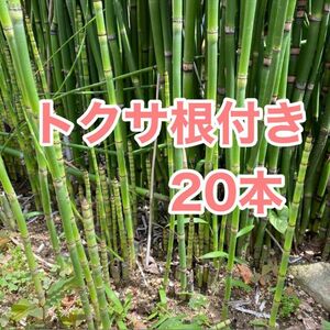 トクサ　根付き！20本