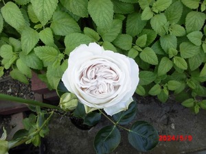 * роза история *ne-judu Pal fam* зеленый . obi .. белый цветок, чуть более . большой колесо * контактный дерево рассада 