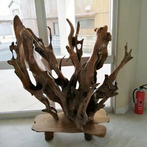  large tree. root. objet d'art 