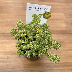 多肉植物 セダム 斑入りタイトゴメ 寄せ植えに