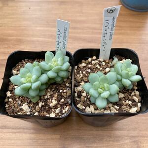 多肉植物 エケベリア バブルキャンディ ⑥2苗セット