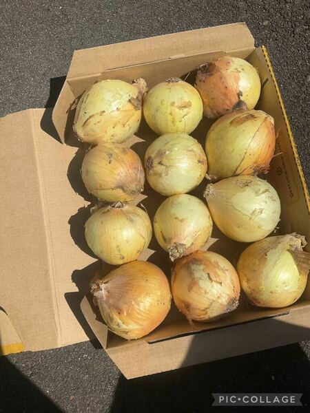 即買い歓迎！野菜詰め合わせ！新玉ねぎ12個