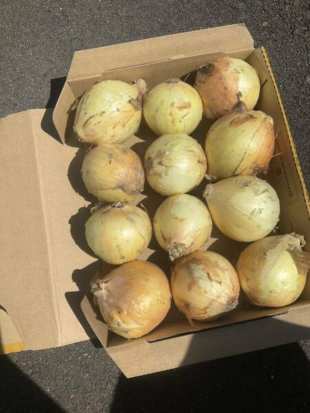 即買い歓迎 野菜詰め合わせ 新玉ねぎ 12個