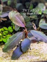 ブセファランドラsp.Super Purple（スーパーパープル）完全水中葉　№7_画像6