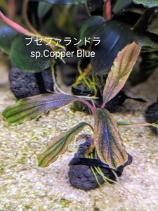 ブセファランドラsp.Copper Blue（コッパーブルー）完全水中葉　№2