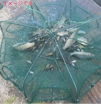 仕掛け網、カニタコ穴子根魚ウナギ狙い_画像4