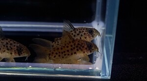 [ Corydoras Rena ][3 pcs set ][ Tohoku Shinetsu shipping possibility ][WILD F1][ bleed ][ 2.9cm rom and rear (before and after) ][. put on guarantee have ][. little short .]