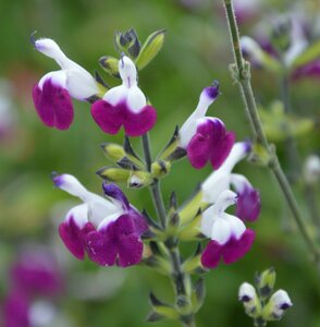 sa ruby a seedling [ Ame ji strip ] 10.5 centimeter pot enduring cold .. root . Cherry sage 