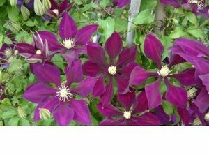  clematis seedling [ is ..] 2 number pot 1 year raw seedling 