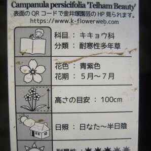カンパニュラ苗 『テルハムビューティ』 10.5cmポット パーシシフォリア 耐寒性多年草 の画像4