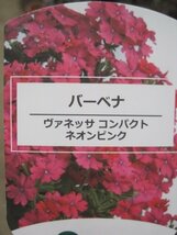 宿根バーベナ苗　『ヴァネッサ　ネオンピンク』　10.5センチポット　耐寒性宿根草　sk_画像7