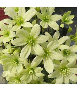  clematis seedling [pi comb -]... short . type angel. ..9. pot 