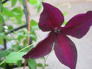  clematis blooming stock [ black Prince ] vi chi Sera series 2 year raw 5 number pot 