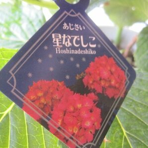 アジサイ開花株 『星なでしこ』 桃 4号鉢 紫陽花 5/4撮影 skの画像5