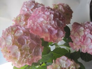 アジサイ開花株　『万結球』　桃　5号鉢　紫陽花　5/2撮影　希少品種　sk1