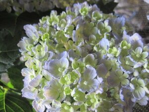 アジサイ開花株　『三河千鳥』　青　5号鉢　紫陽花　4/27撮影