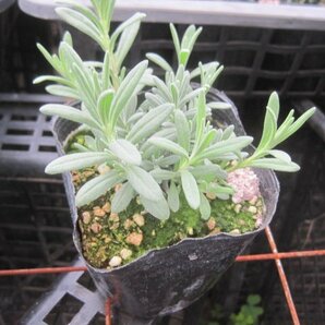ラベンダー苗『アロマティコ』 10.5cmポット 耐寒性宿根草 特別に香りのよい優良種 ｓｋの画像2