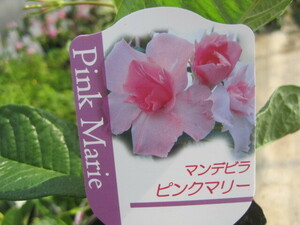 マンデビラ苗　『ピンクマリー』　9センチポット　大輪　八重咲き　晩秋までずっと咲き続ける