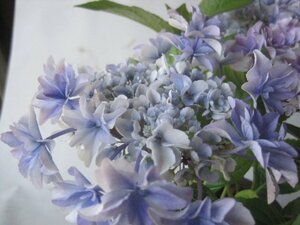 アジサイ開花株　ちいさめ　『空海』　青　5号鉢　紫陽花　5/4撮影　TDK　　sk