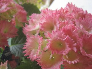 アジサイ開花株　『星なでしこ』　桃　4号鉢　紫陽花　5/4撮影　sk