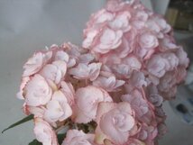 アジサイ開花株　『エンジェリカ』　5号鉢　紫陽花　5/11撮影　ss_画像7