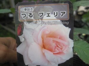 [.. feria ] новый рассада CL 12. глубокий pot роза рассада climbing rose 