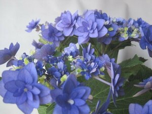  hydrangea blooming stock [ Himiko ] blue 5 number pot purple . flower 5/11 photographing sk