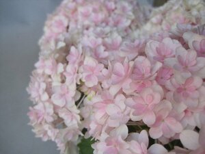 アジサイ開花株　『ミルフィオリ』　5号鉢　紫陽花　5/11撮影